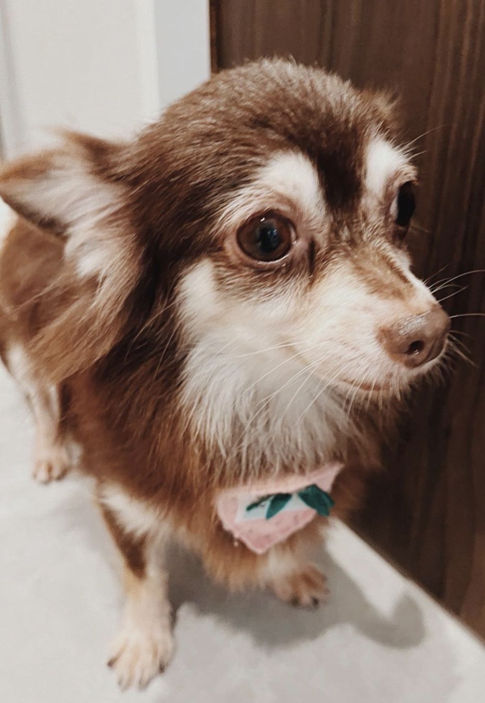 https://s3-ap-northeast-1.amazonaws.com/dev.ribbon-s3-jpn/image-pet-15986-20221016163736-0.jpeg