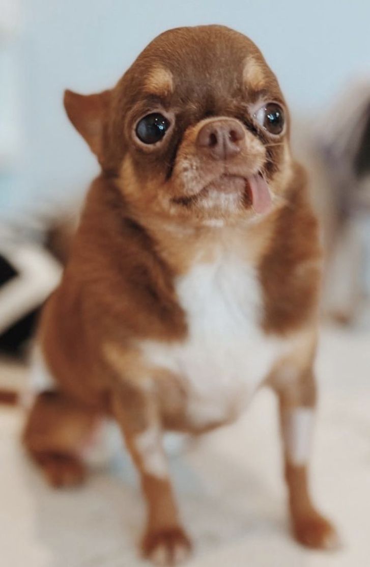 北海道 犬の里親募集情報 Omusubi 審査制の保護犬猫マッチングサイト
