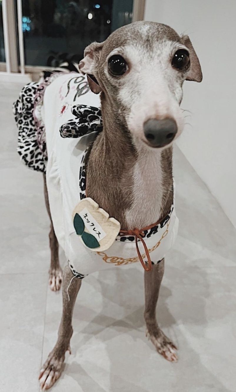 佐賀 犬の里親募集情報 Omusubi 審査制の保護犬猫マッチングサイト