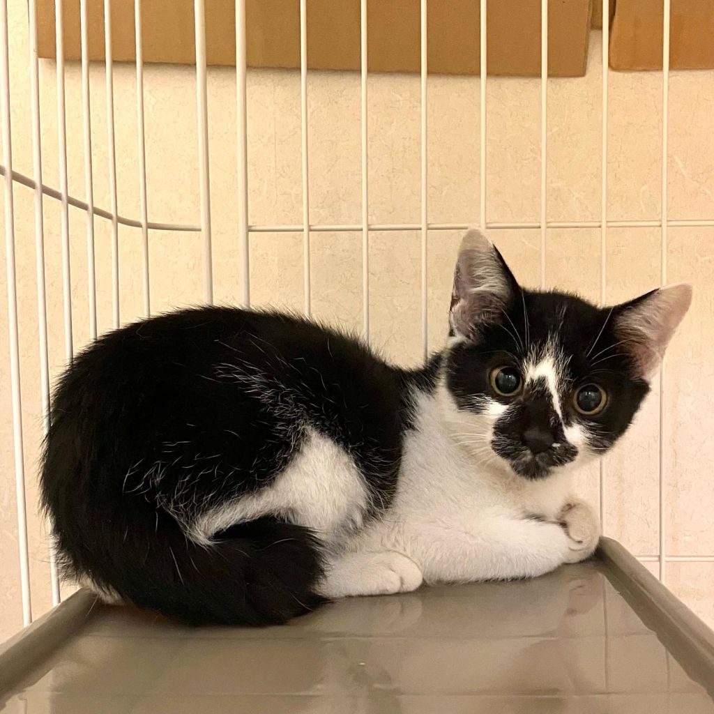 ビビリ 雑種 ミックス猫 ねこサポ長岡京 保護犬 保護猫の里親募集サイトならomusubi お結び