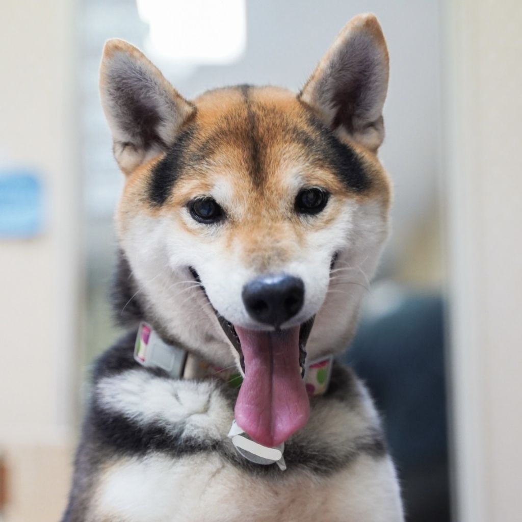 https://s3-ap-northeast-1.amazonaws.com/dev.ribbon-s3-jpn/image-pet-16192-20221029201451-0.jpeg