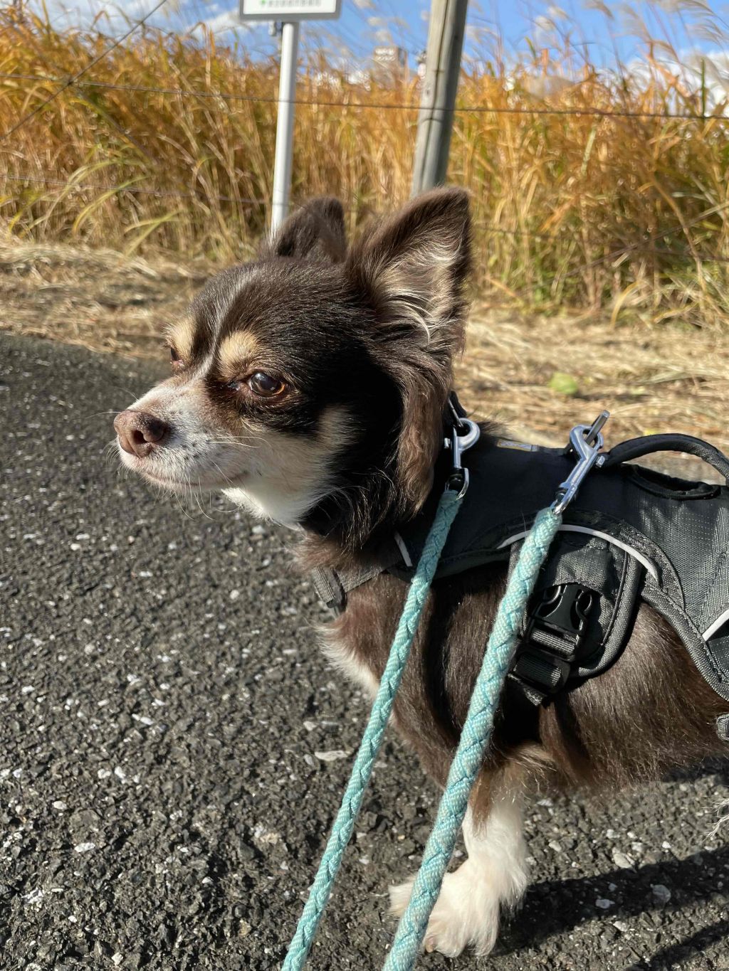 https://s3-ap-northeast-1.amazonaws.com/dev.ribbon-s3-jpn/image-pet-16251-20221116163317-0.jpeg