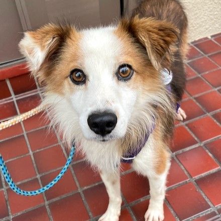 大東犬mixのようなお散歩大好き 太陽くん 雑種 ミックス犬 Npo法人 わんずぺ す Wanspace 保護犬 保護猫の里親 募集サイトならomusubi お結び