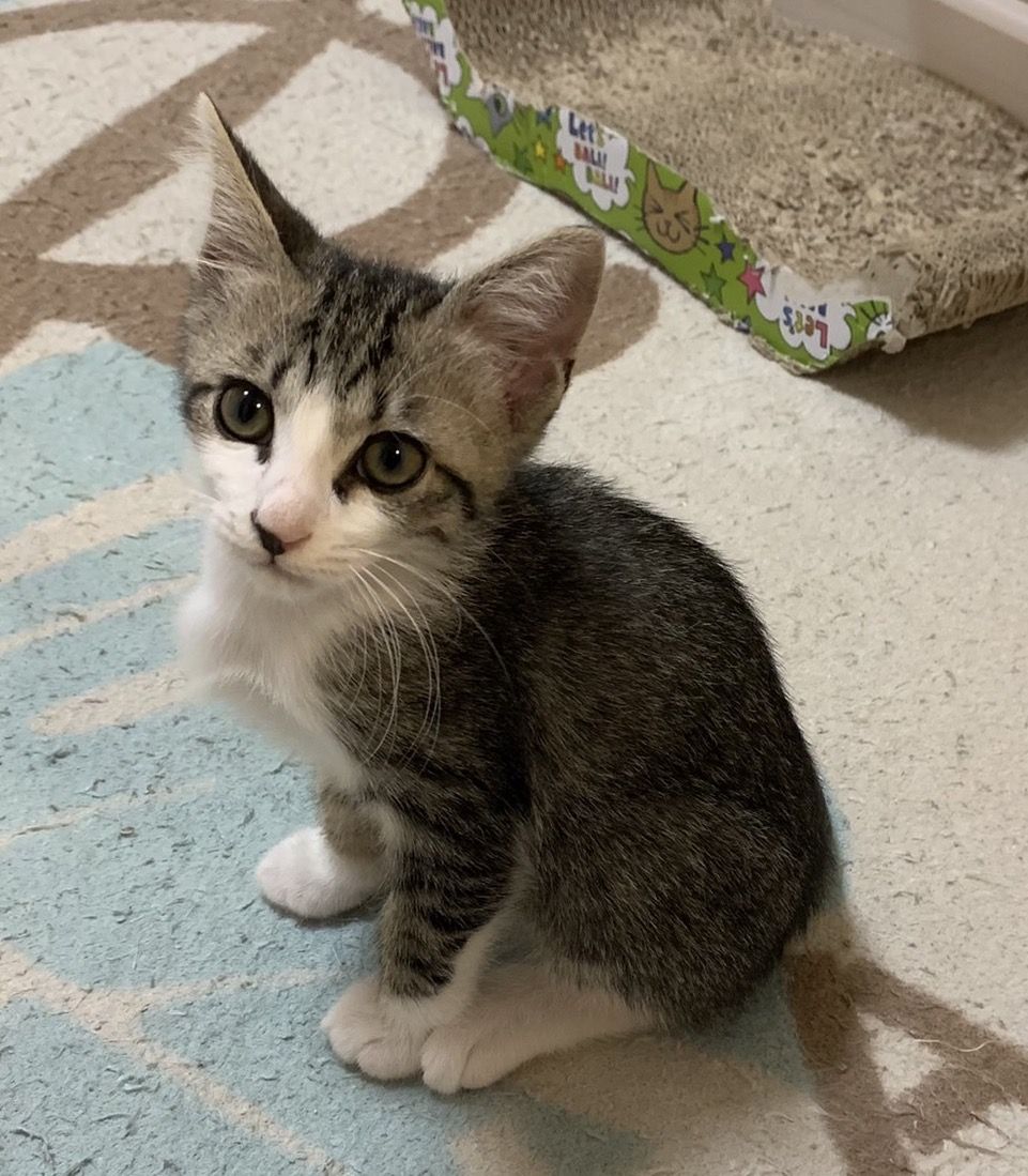 https://s3-ap-northeast-1.amazonaws.com/dev.ribbon-s3-jpn/image-pet-16280-20221106113914-0.jpeg