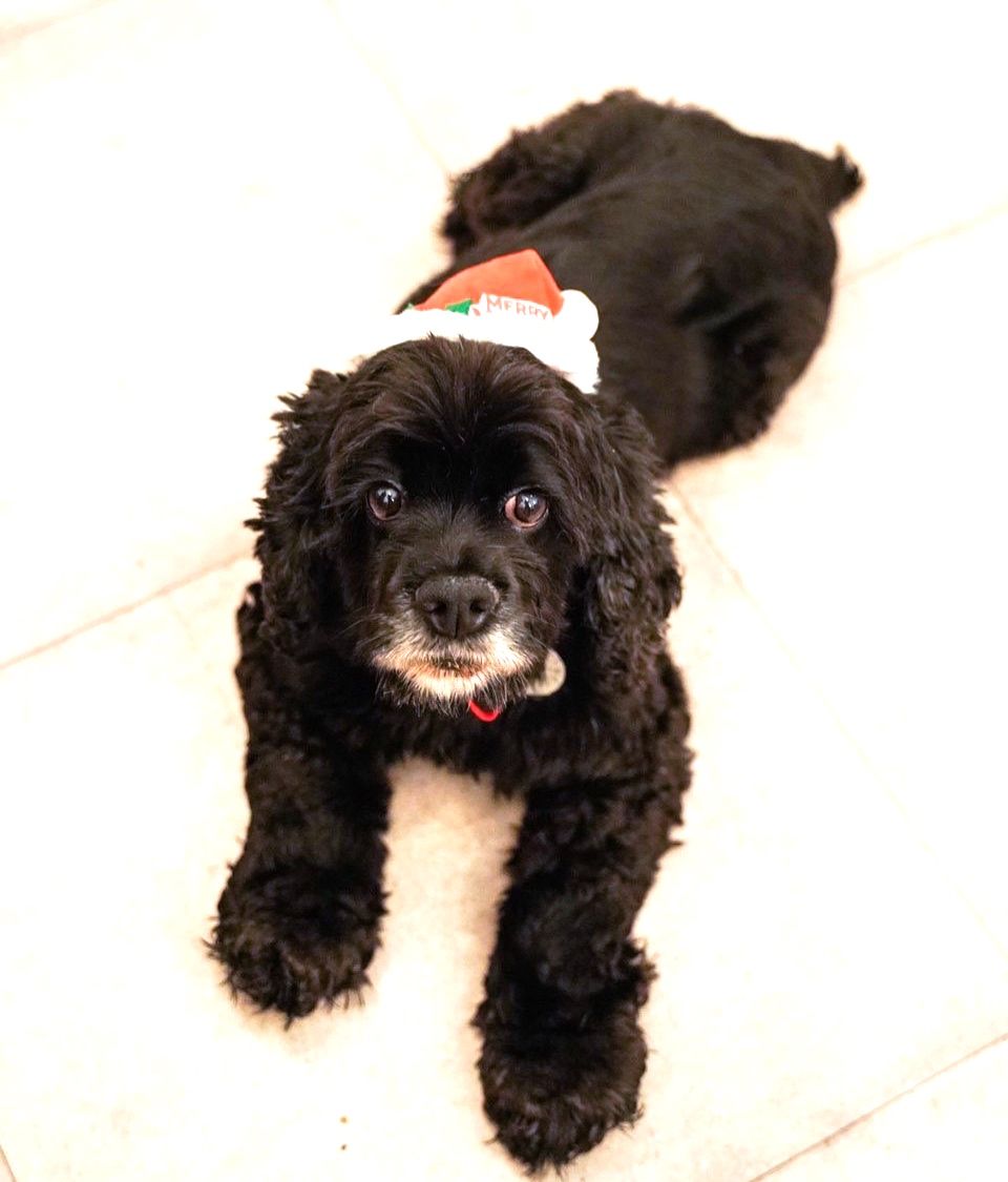https://s3-ap-northeast-1.amazonaws.com/dev.ribbon-s3-jpn/image-pet-16453-20221209094404-0.jpeg