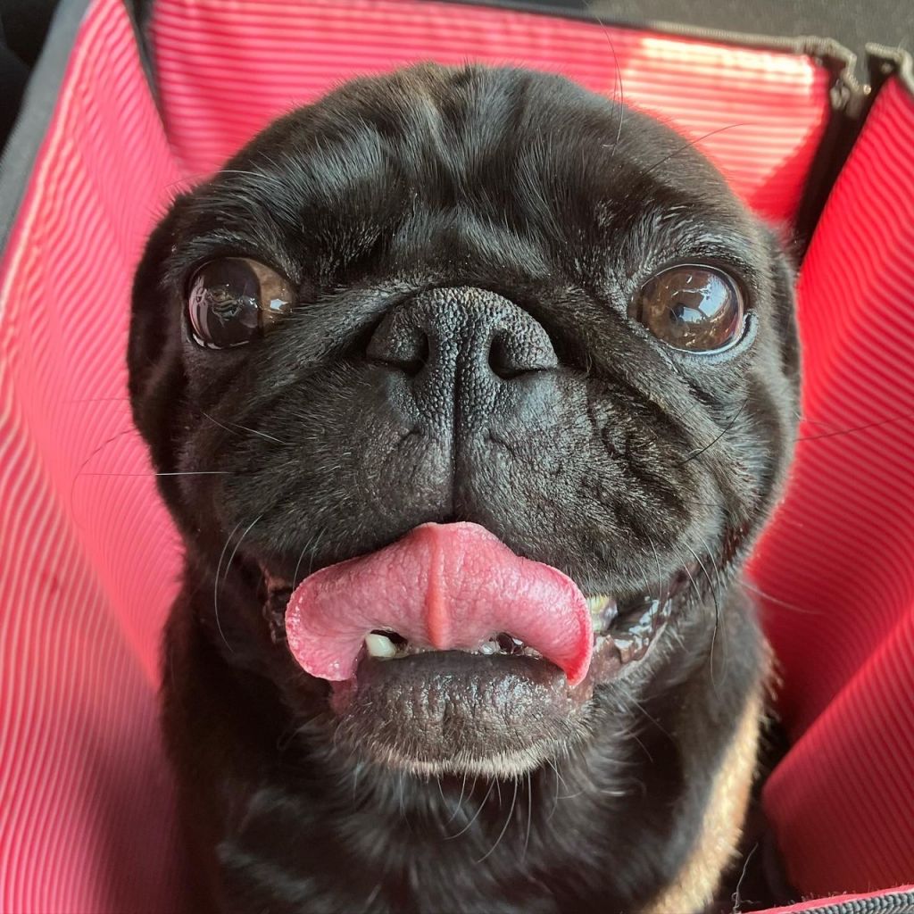 とても人懐こくブヒブヒ言いながら後をついてきます パグ 一般社団法人 W N P ワンニャンプロジェクト 人との共生 保護犬 保護猫の里親募集サイトならomusubi お結び