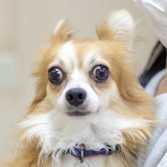 https://s3-ap-northeast-1.amazonaws.com/dev.ribbon-s3-jpn/image-pet-16460-20221116215554-0.jpeg