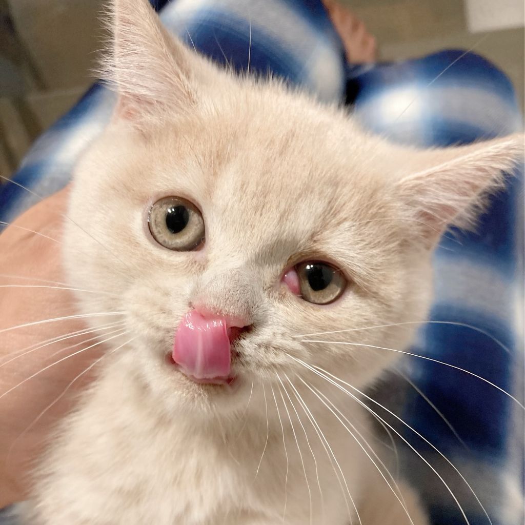 チェリー
