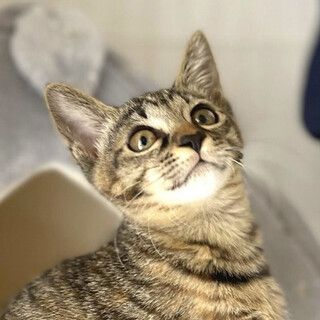 あやちゃん