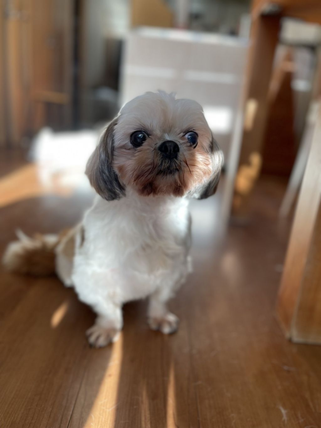 https://s3-ap-northeast-1.amazonaws.com/dev.ribbon-s3-jpn/image-pet-16637-20221126235134-0.jpeg