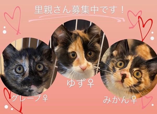 https://s3-ap-northeast-1.amazonaws.com/dev.ribbon-s3-jpn/image-pet-16646-20221127111627-0.jpeg