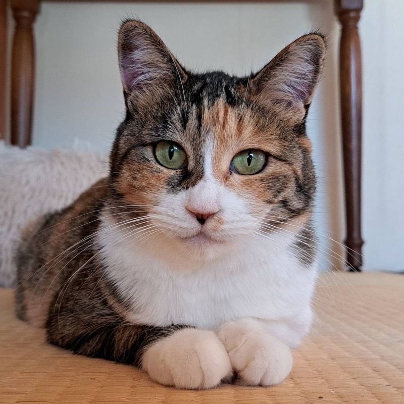 https://s3-ap-northeast-1.amazonaws.com/dev.ribbon-s3-jpn/image-pet-16665-20221128153033-0.jpeg
