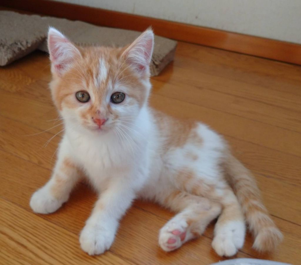 https://s3-ap-northeast-1.amazonaws.com/dev.ribbon-s3-jpn/image-pet-16675-20221128174204-0.jpeg