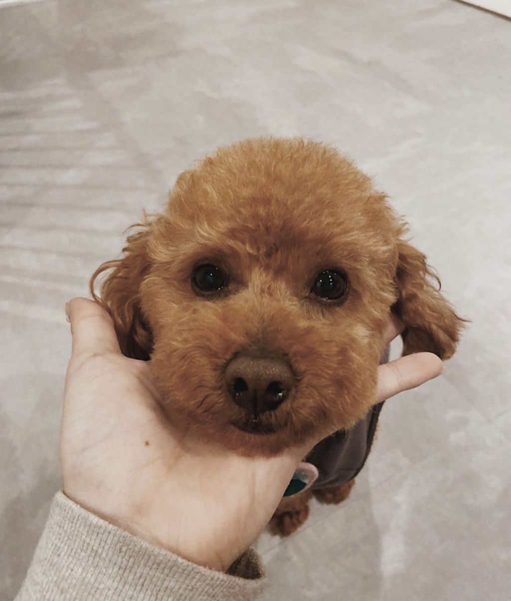 https://s3-ap-northeast-1.amazonaws.com/dev.ribbon-s3-jpn/image-pet-16704-20221129145009-0.jpeg