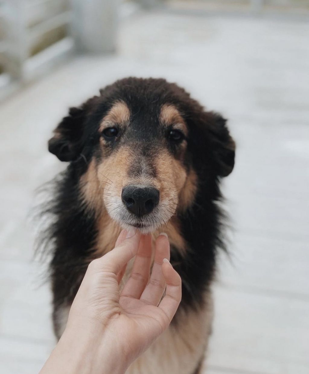 https://s3-ap-northeast-1.amazonaws.com/dev.ribbon-s3-jpn/image-pet-16843-20221209173027-0.jpeg