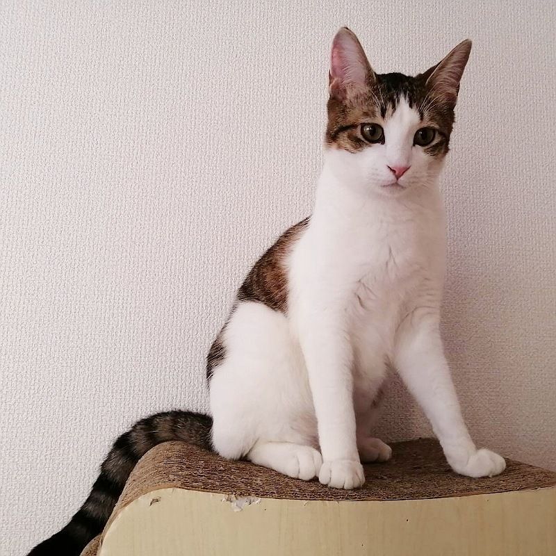 image-8