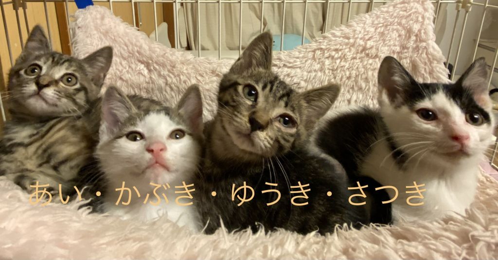 ゆうき