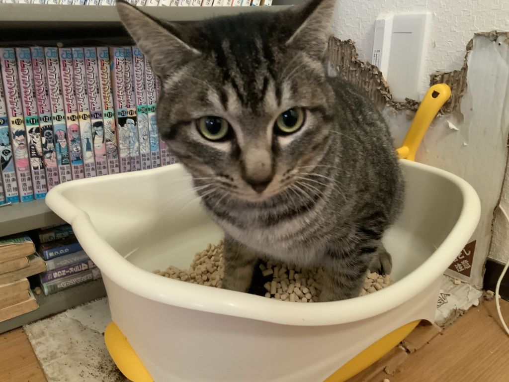 ちょう