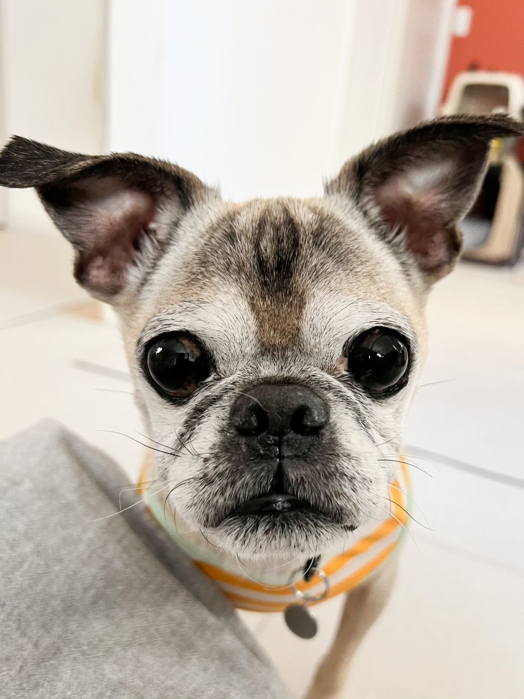 完璧な仲間を作る17のパグミックス