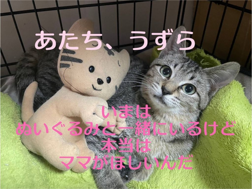 甘えん坊キジ猫うずらちゃん | 雑種（ミックス猫） | リックンの