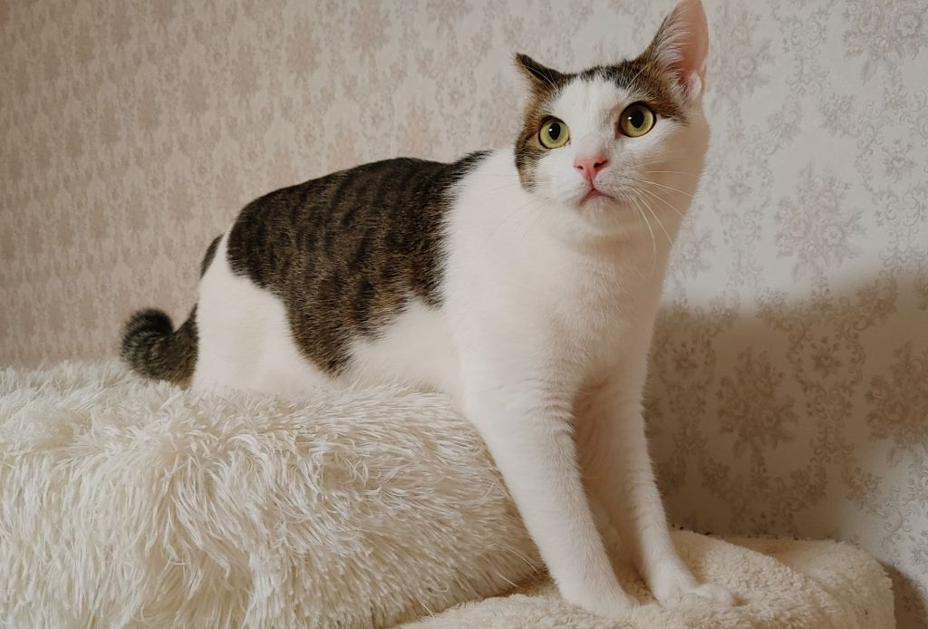image-6