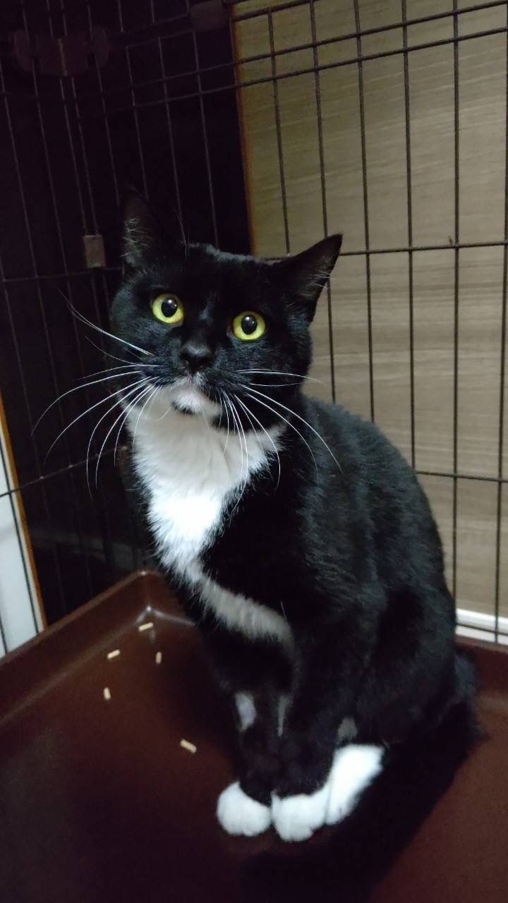 タキシード猫に関する6つの魅惑的な事実