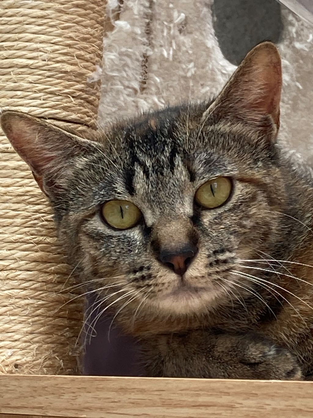 麦わら猫♀1歳】おっとり人好き可愛い子♪ | 雑種（ミックス猫