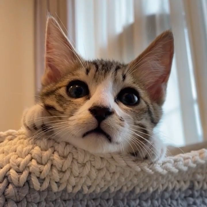 【中古】 なごみの猫ばなし ２０１５年あったか冬号/メディアックス 紅白小蕪 のせ猫 241227 - YouTube