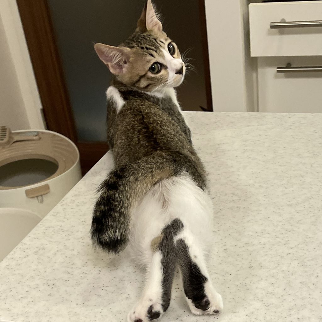 【中古】 なごみの猫ばなし ２０１５年あったか冬号/メディアックス 猫の日】春馬、ティガーetc. どれだけ知ってる？ 猫界の