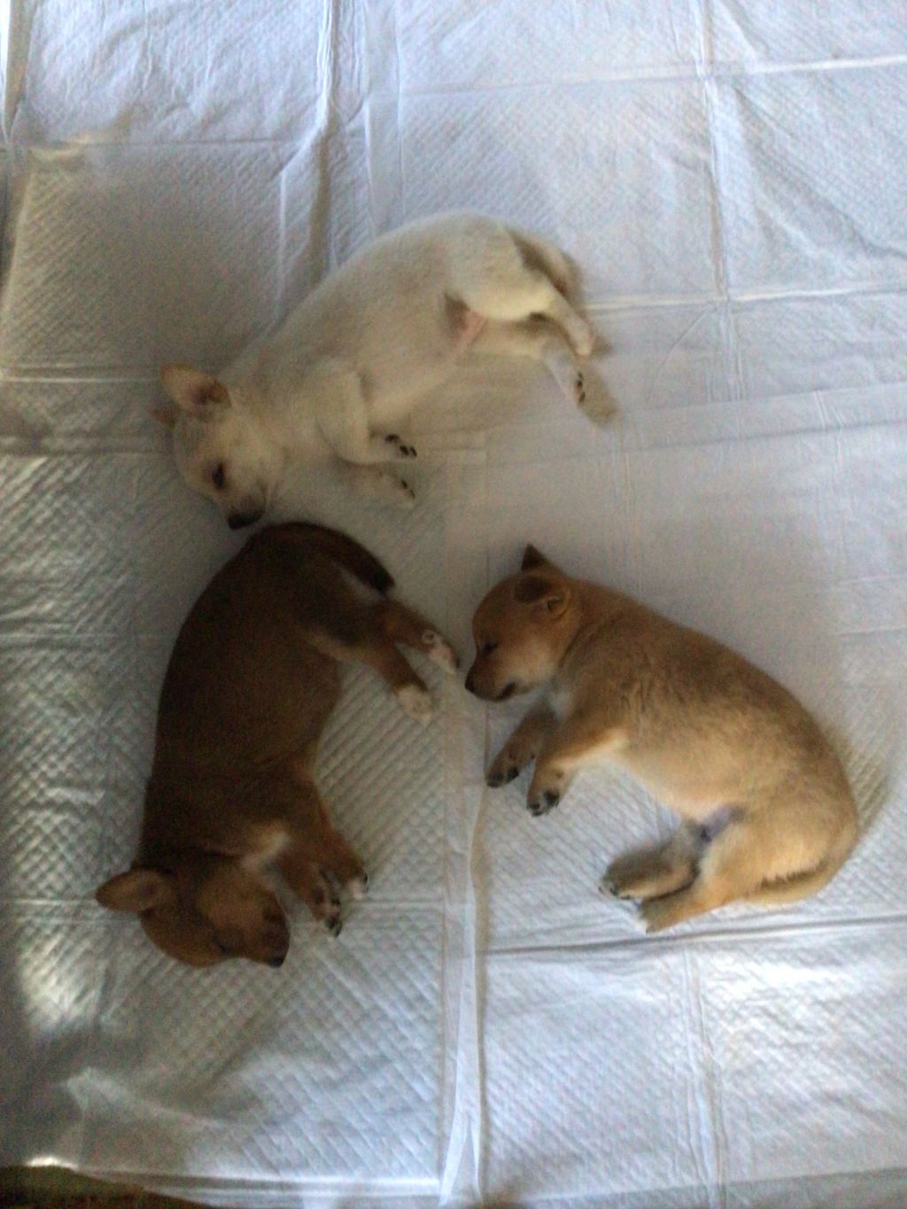 image-4