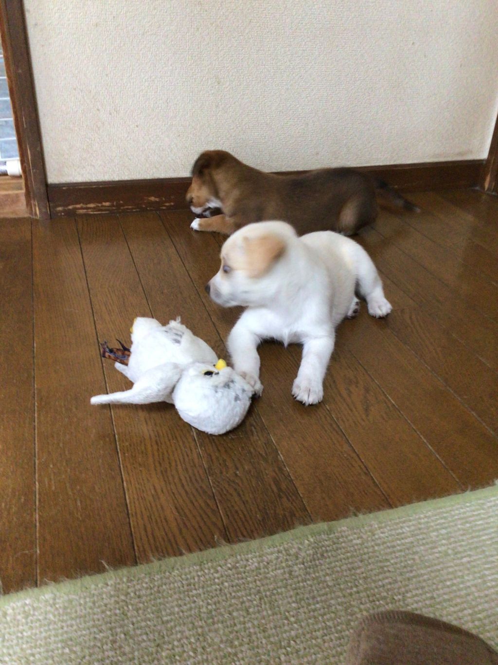image-4