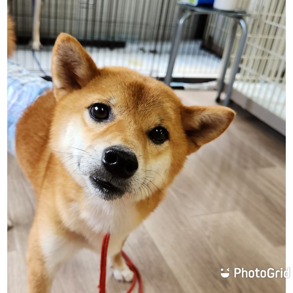 約、生後6ヶ月のオスの黒の柴犬です。里親に成ってくれる