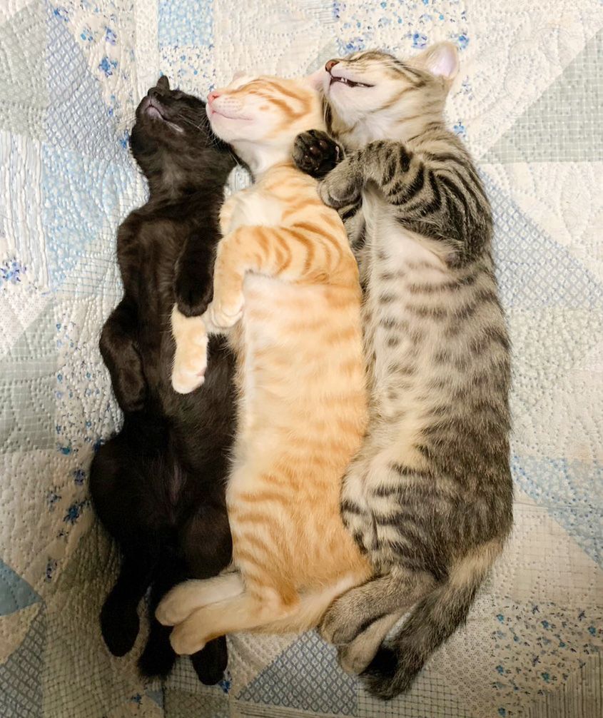 キジトラのヒメSHOP♕ページ（作成中） 楽天市場】キジトラ 猫 雑貨の通販