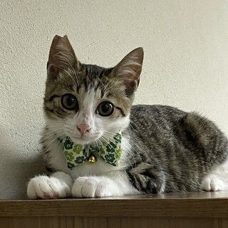 ライクくん