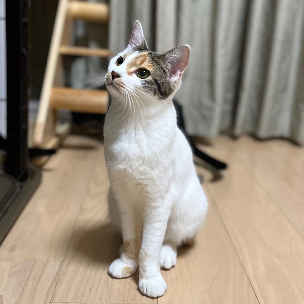 ♡せゆ 三毛猫①♡ パーソナライズ石鹸ブランド「9.kyuu」より毎月生まれる「限定猫