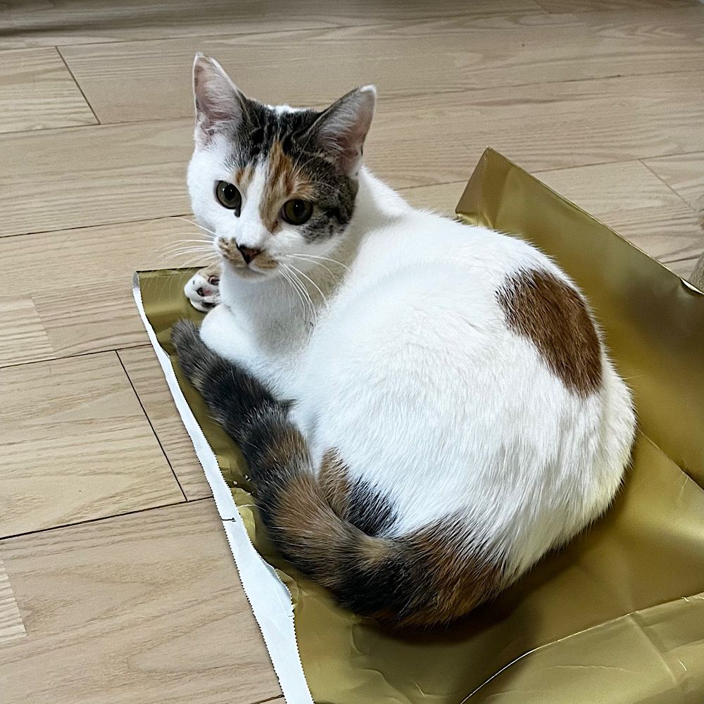 三毛猫仔猫（プロフ必読）ページ 三毛猫仔猫（プロフ必読）様専用ページ - メルカリ