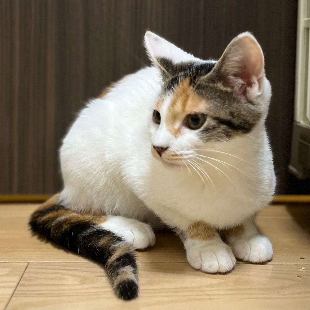 Yahoo!オークション - saf 猫 親子猫 飛び三毛 和猫 三毛猫 羊毛