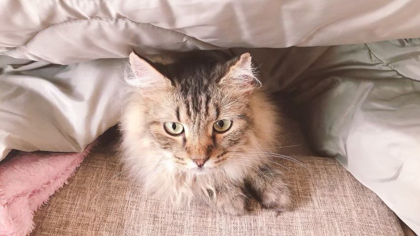 ルーシー