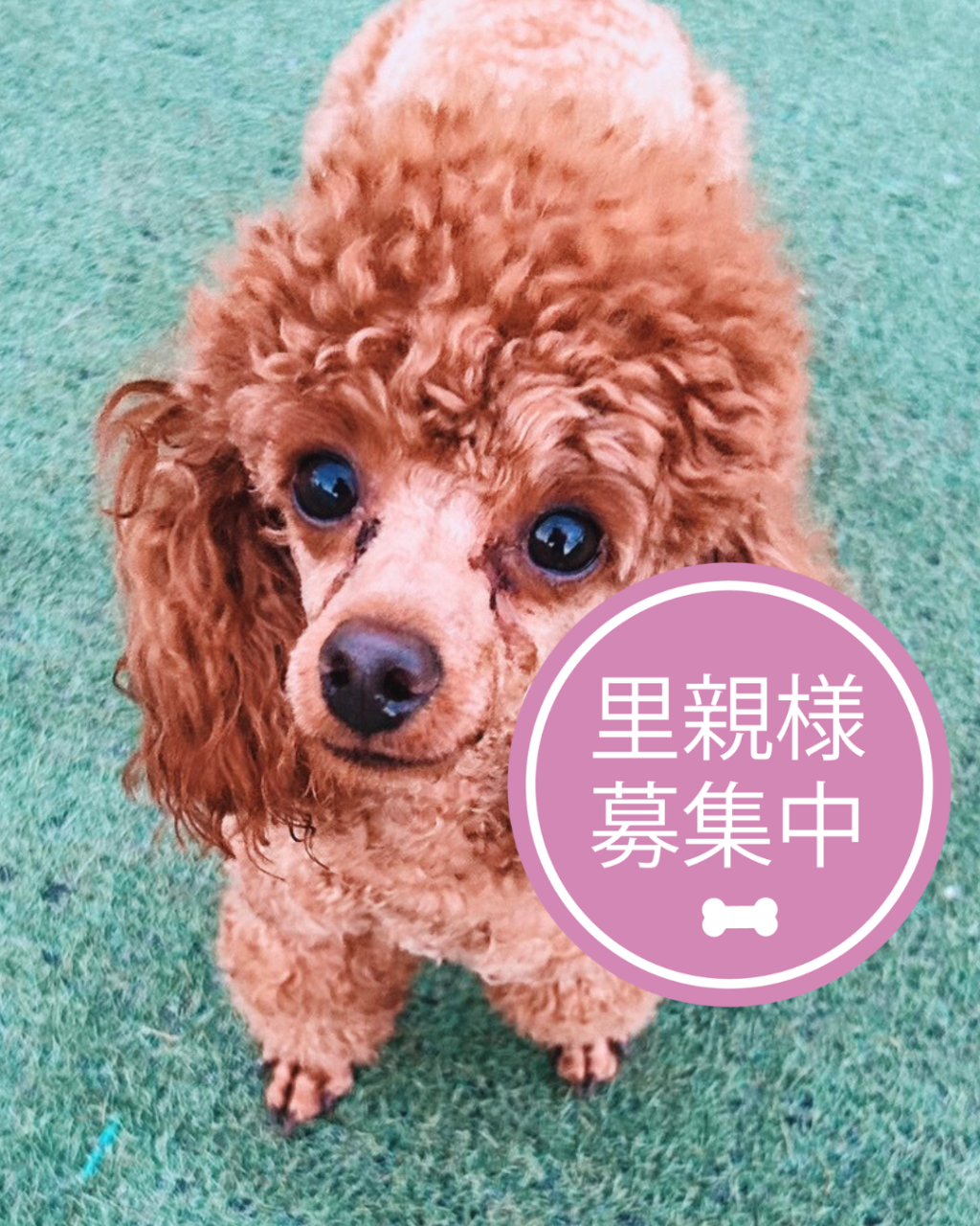 みあ