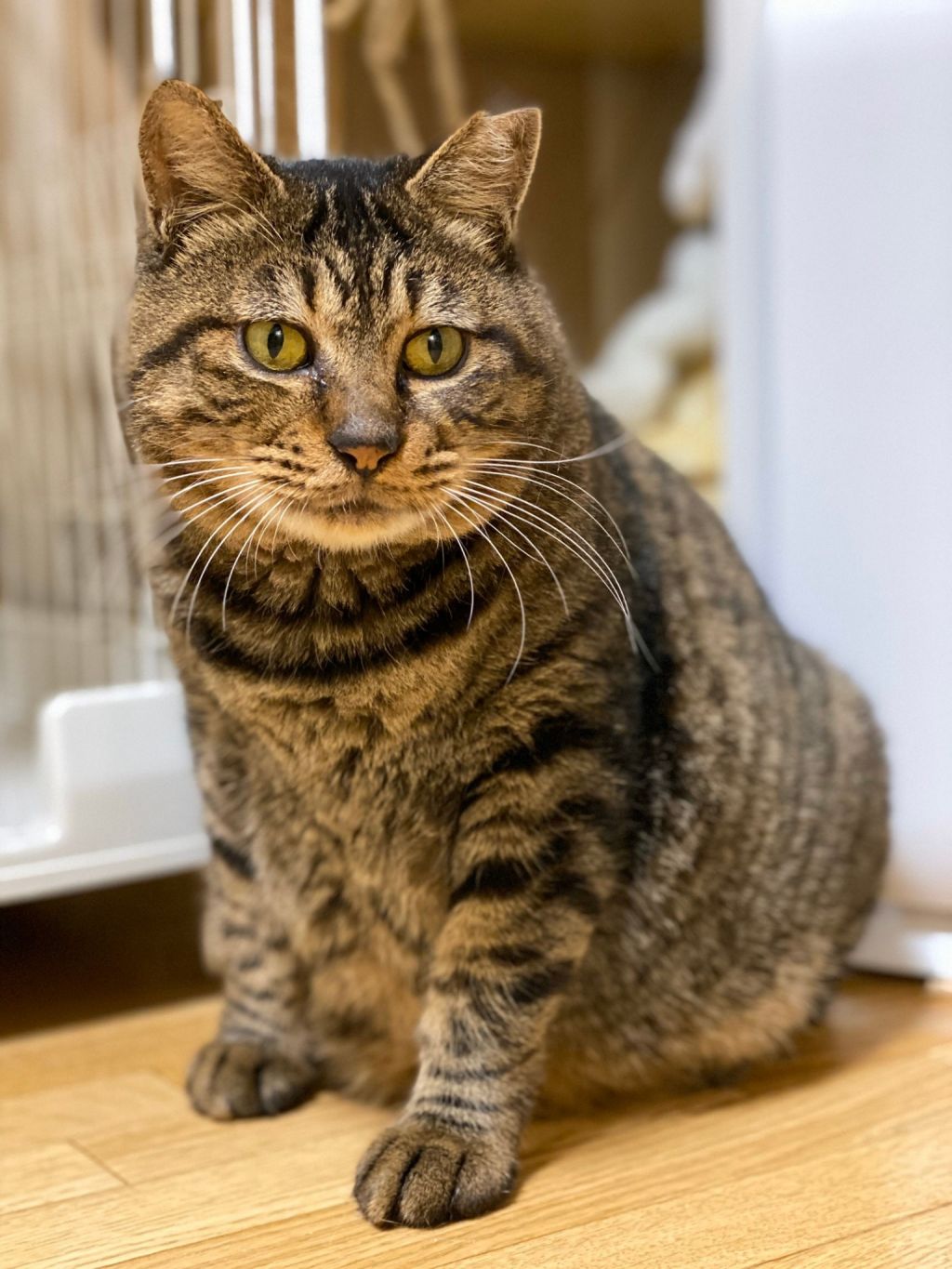 存在感抜群のおでぶ猫 キジトラちびっこ君 雑種 ミックス猫 ｎｐｏ法人 猫の森 保護犬 保護猫の里親募集サイトならomusubi お結び