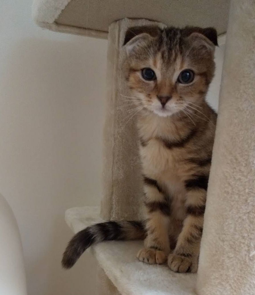 スコ風の折れ耳が可愛いキジ猫ひじきちゃん 雑種 ミックス猫 ｎｐｏ法人 猫の森 保護犬 保護猫の里親募集サイトならomusubi お結び