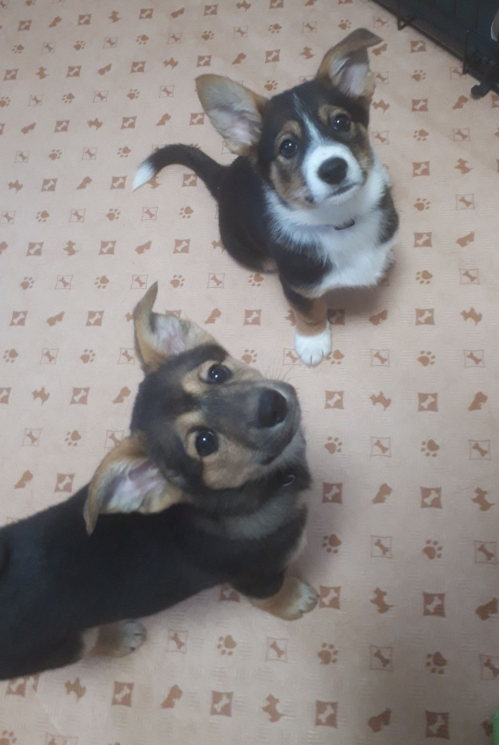 コーギー風な短足が可愛いトムくん 雑種 ミックス犬 Npo法人 わんずぺ す Wanspace 保護犬 保護猫の里親募集サイトならomusubi お結び