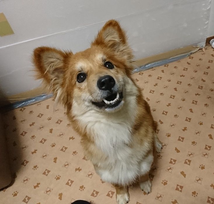 ちょっと短足なとっても明るい女の子 ハンナちゃん 雑種 ミックス犬 Npo法人 わんずぺ す Wanspace 保護犬 保護猫の里親募集サイトならomusubi お結び