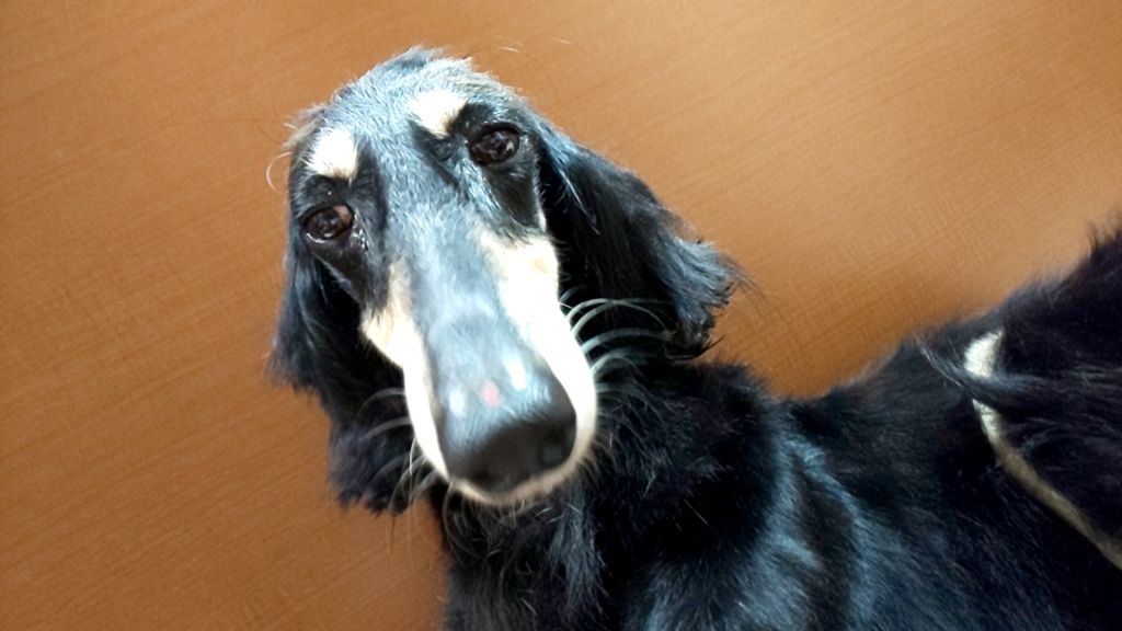 とても穏やか優しく人が大好きな子です サルーキ 一般社団法人 W N P ワンニャンプロジェクト 人との共生 保護犬 保護猫の里親 募集サイトならomusubi お結び とても穏やか優しく人が大好きな子です サルーキ 一般社団法人 W N P ワンニャンプロジェクト 人との共生 保護犬 保護猫の里親 募集サイトならomusubi お結び