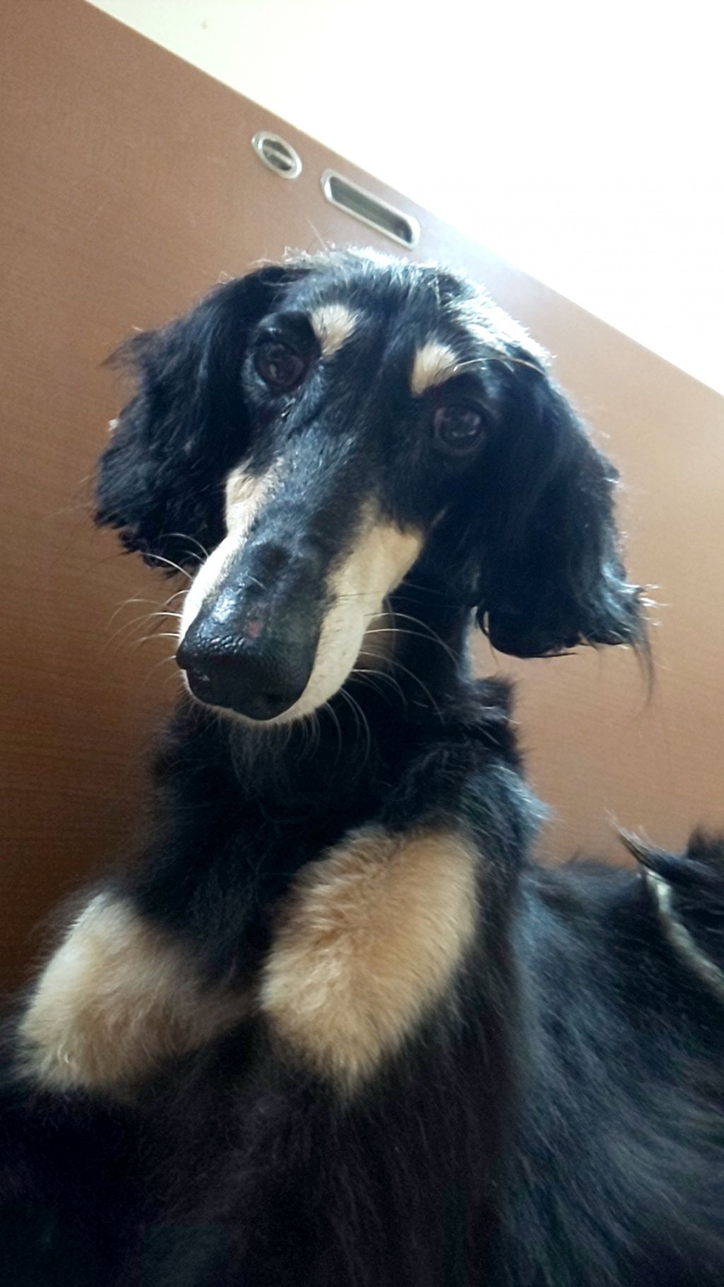 とても穏やか優しく人が大好きな子です サルーキ 一般社団法人 W N P ワンニャンプロジェクト 人との共生 保護犬 保護猫の里親 募集サイトならomusubi お結び とても穏やか優しく人が大好きな子です サルーキ 一般社団法人 W N P ワンニャンプロジェクト 人との共生 保護犬 保護猫の里親 募集サイトならomusubi お結び