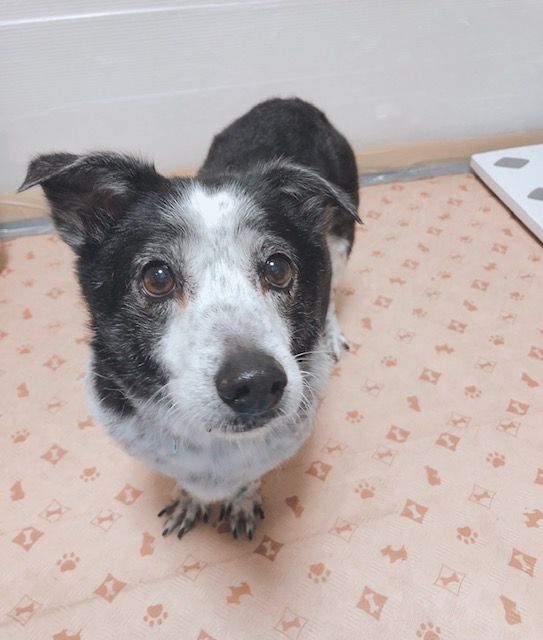 短足で黒いブチ模様が特徴のちくわくん 雑種 ミックス犬 Npo法人 わんずぺ す Wanspace 保護犬 保護猫の里親募集サイトならomusubi お結び