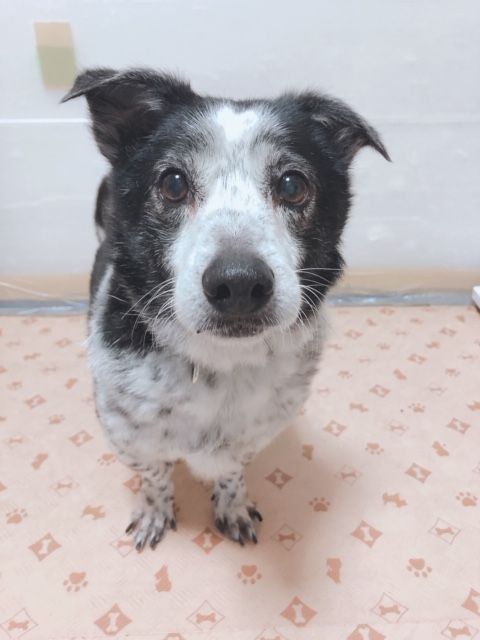 短足で黒いブチ模様が特徴のちくわくん 雑種 ミックス犬 Npo法人 わんずぺ す Wanspace 保護犬 保護猫の里親募集サイトならomusubi お結び