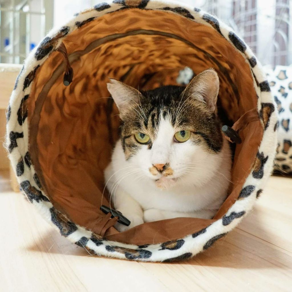 はっさく トライアルが決まりました 雑種 ミックス猫 一般社団法人 おーあみ避難所 保護犬 保護猫の里親募集サイトならomusubi お結び