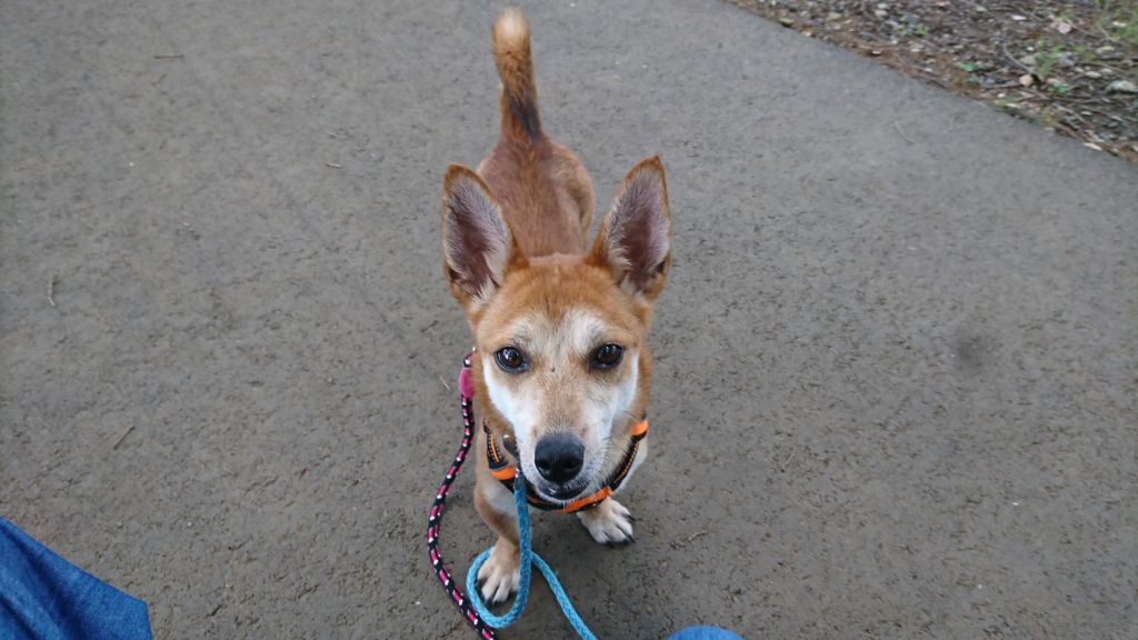 大東犬mixのようなお散歩大好き 太陽くん 雑種 ミックス犬 Npo法人 わんずぺ す Wanspace 保護犬 保護猫の里親 募集サイトならomusubi お結び