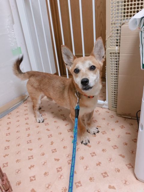 大東犬mixのようなお散歩大好き 太陽くん 雑種 ミックス犬 Npo法人 わんずぺ す Wanspace 保護犬 保護猫の里親募集サイトならomusubi お結び